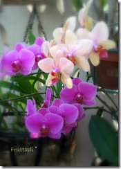 mis orquideas1